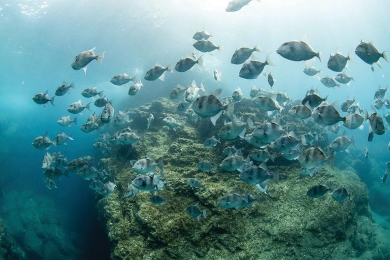 Azores Protects Whales and Corals with Marine Preserve as Big as Virginia and Georgia Combined