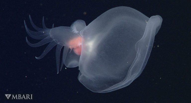 Remarkable Sea Slug Found Among Monterrey Bay’s Lightless Depths is Nicknamed ‘Mystery Mollusk’