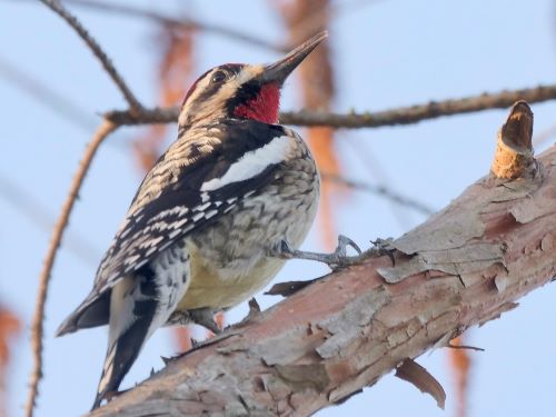 Central Texas’ November bird forecast