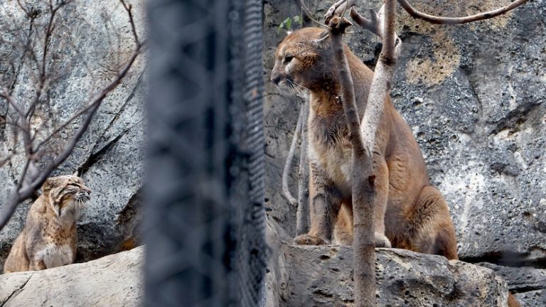 Mountain lion spotted in Frisco near Lewisville Lake, Texas wildlife officials say