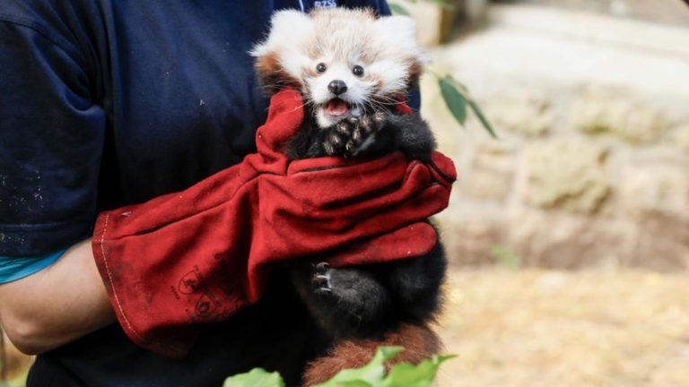 Edinburgh Zoo blames fireworks for death of baby red panda