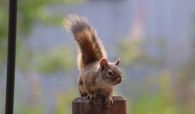 Peanut the Squirrel’s Fate Draws Supreme Attention