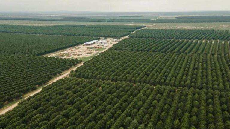 A West Texas pecan farm fights to save its water supply as neighbors sell it to growing cities