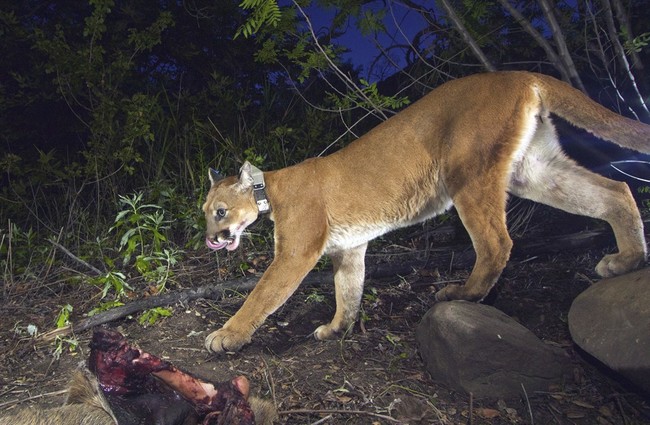 Related News: Colorado Mountain Lions Still Fair Game