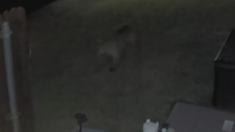 Caught on camera! North Texas man catches a mountain lion in his backyard