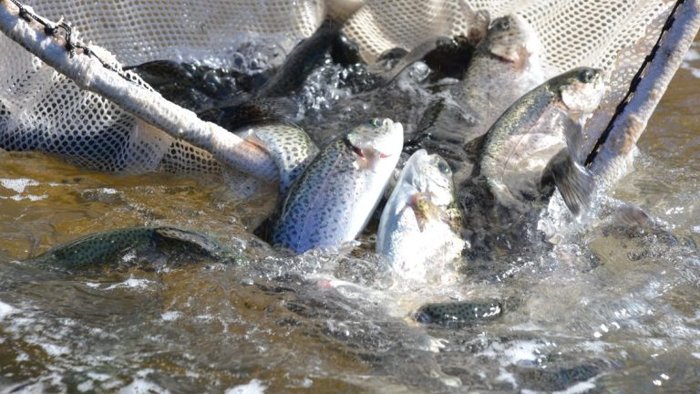 Trout season is coming! | More than 300K rainbow trout to be stocked in Texas waterways