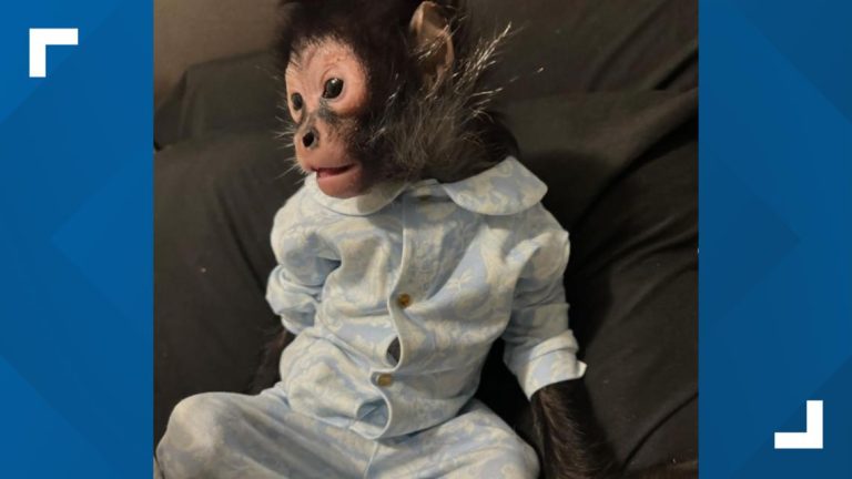 ‘Free Jorgie Boy’: North Texas influencer wants to get her pet monkey back