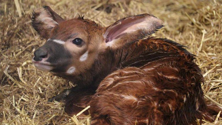 Britain Celebrates Birth of Baby Bongo Antelope–with Fewer Than 100 Left on Earth