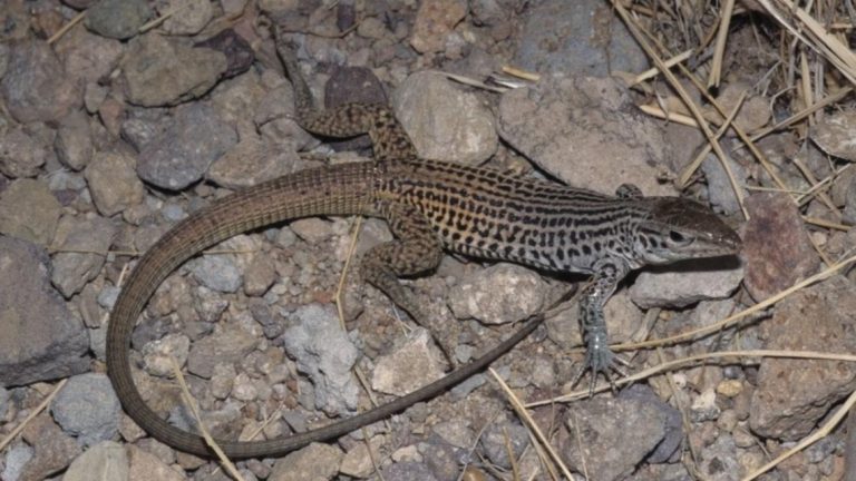 This extremely rare western Texas lizard might be endangered, UT-Arlington says