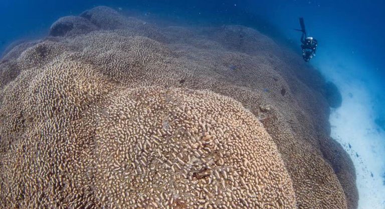 National Geographic Scientists Discover ‘World’s Largest’ Coral–Size of 5 Tennis Courts