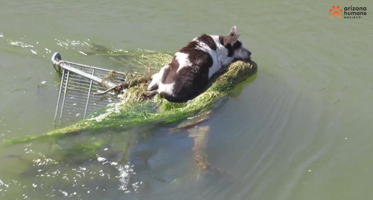 Dog Rescued After it was Seen Floating Down Canal on Shopping Cart–And Gets Adopted into Loving Home