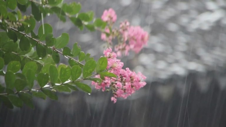 Recent rains hardly expected to put a dent in South Texas drought