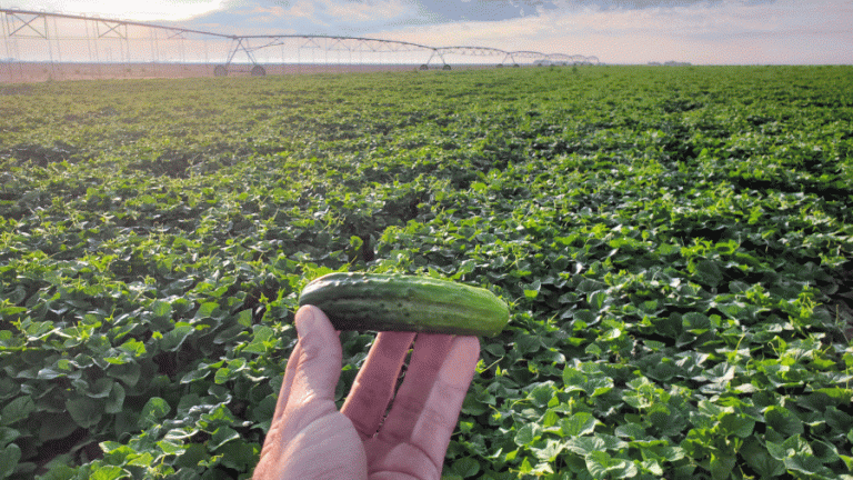 Pickle production and history in Texas is the real dill