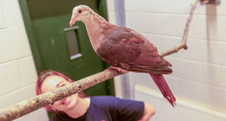 Rare Pink Pigeon Hand-Raised at UK Zoo for First time–Marking a Conservation Milestone After Species Dropped to Just 10 Wild Birds