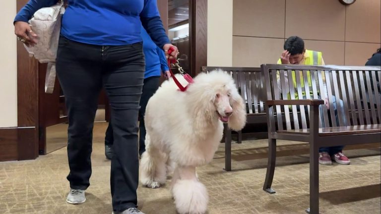 Therapy dogs bringing comfort to jurors, staff during emotional trials