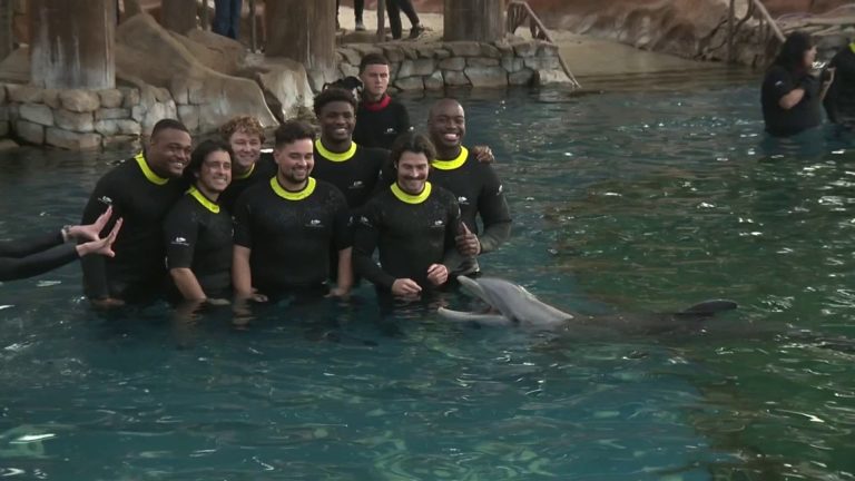 Colorado and BYU football players swim with the dolphins at SeaWorld San Antonio ahead of Alamo Bowl