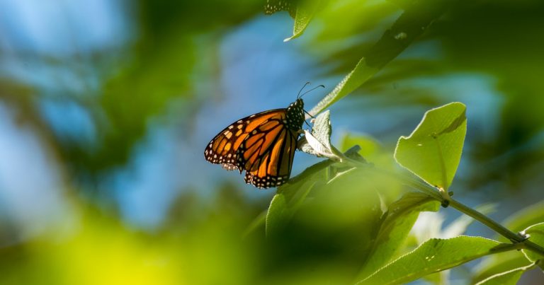 Ag Commissioner Sid Miller blasts plan to protect monarch butterflies as ‘radical’ agenda