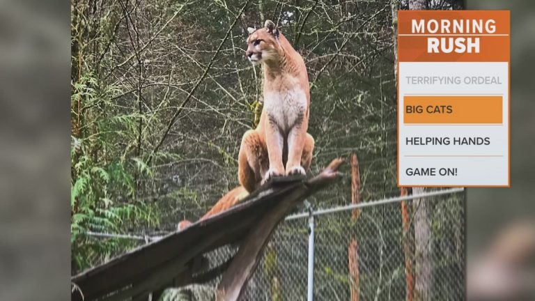 Big cats die of bird flu at Washington sanctuary