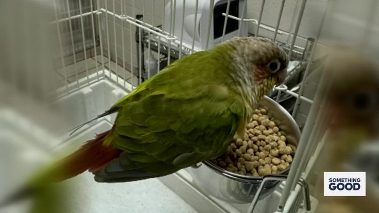 Brightly Colored Bird Reunited With Texas Owners After 5 Years