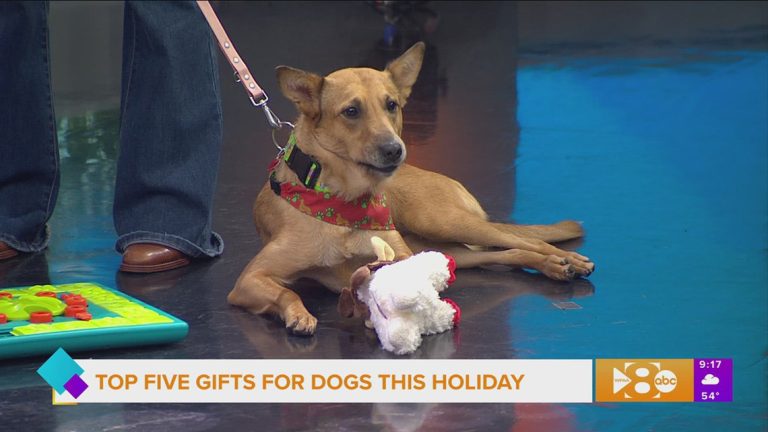 Good Dog Series: Top Five Gifts for Dogs this Holiday