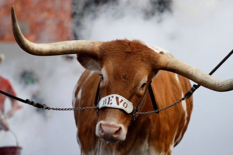 Why Bevo cannot attend Texas vs. Arizona State Peach Bowl game