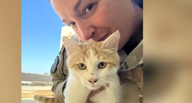 Special Holiday Delivery From the Middle East—The Stray Cat who Stole a Sergeant’s Heart is Now Rescued