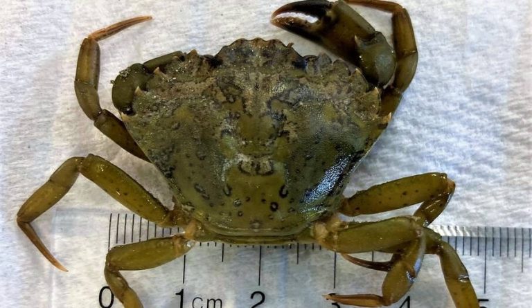 Out-of-Control Invasive Crab Species Has Met its Match: Cute and Hungry Otters