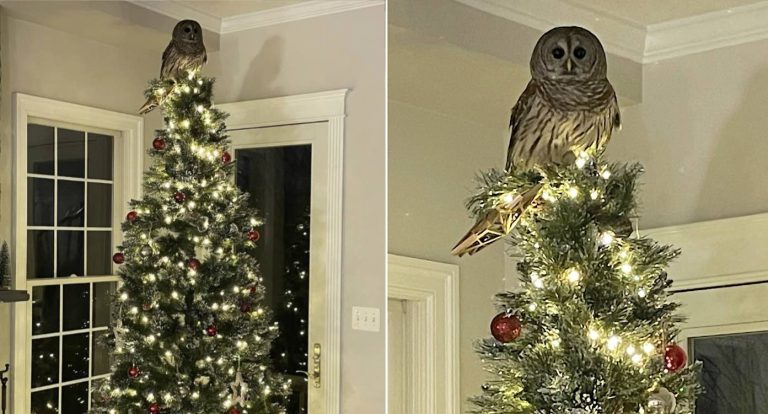 Owl Flies Down Chimney And Perches on Top of Family’s Christmas Tree (WATCH)