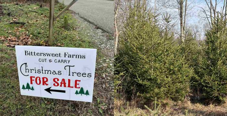 Family Is Finally Ready to Sell 1,000 Christmas Trees Planted a Decade Ago to Fund Their Grandchildren’s Education