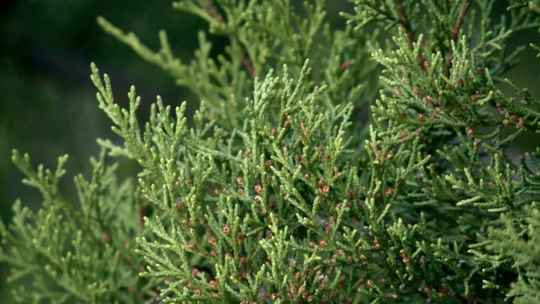 Peak of cedar season arrives for Central Texas