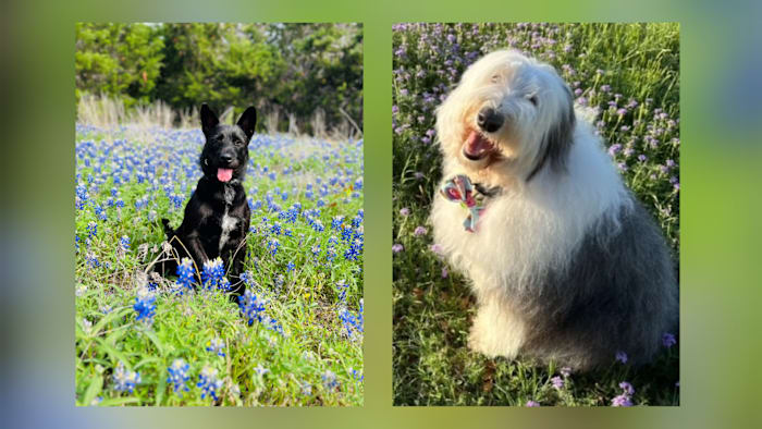 Two heroic San Antonio dogs honored for canine excellence