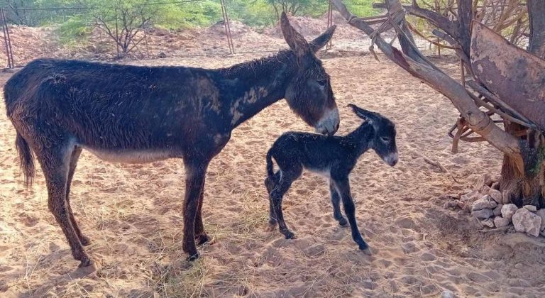 Christmas Miracle After Dying Donkey is Rescued and Given Shelter–A Surprise Birth in Stable