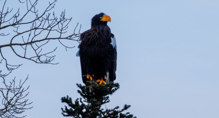 Canadians Delighted by Visit from Giant Sea Eagle from the Other Side of the World