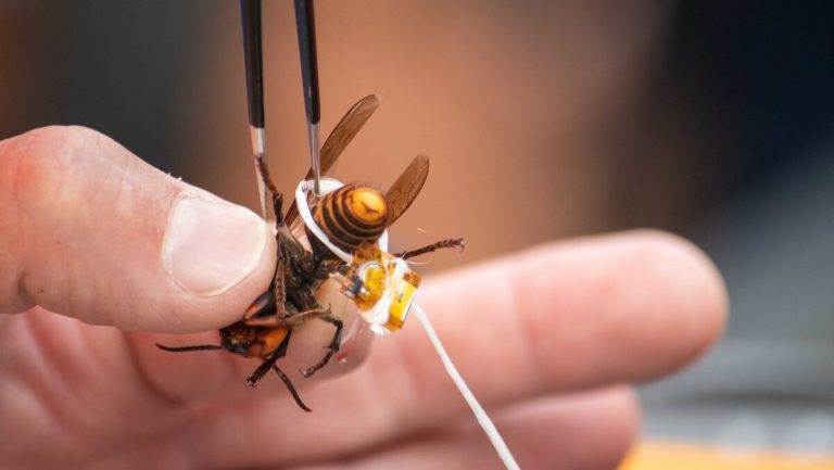 Invasive ‘murder hornets’ Are Wiped Out in the US, Officials Say