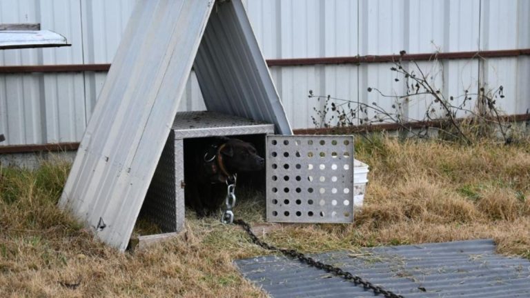 100+ dogs and roosters seized in major Kaufman County animal cruelty case