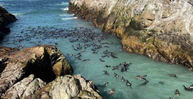 From 150,000 Pups to None At All, Fur Seals Return to California Islands After 150 Years