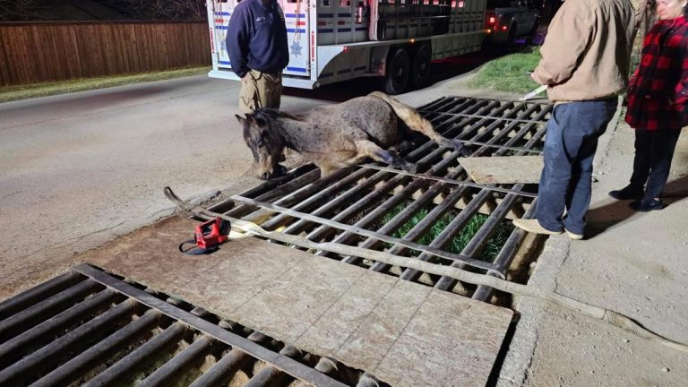 Horse stuck in cattle guard rescued in North Texas, officials say