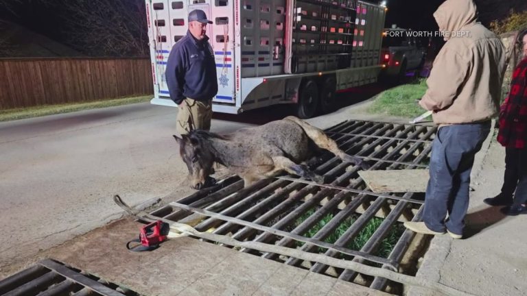 Trapped horse rescued by North Texas firefighters