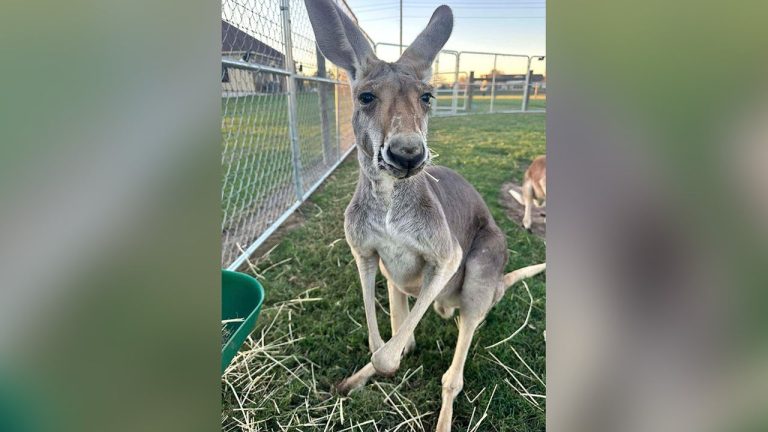 Have you seen Rowdy the Roo? Kangaroo reported missing from Sealy