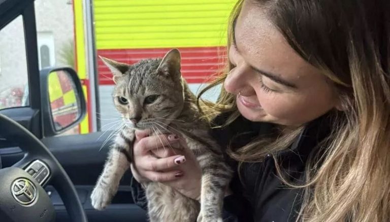 Cleo the Cat Is Rescued After Five Days Trapped Underground During Record-Breaking Storm