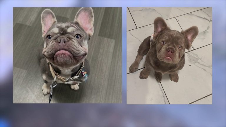 ‘They’re my best friends’: Family pleads for safe return of stolen French bulldogs