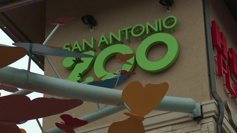 San Antonio Zoo discusses safety measures after highly contagious bird flu detected in New Braunfels park