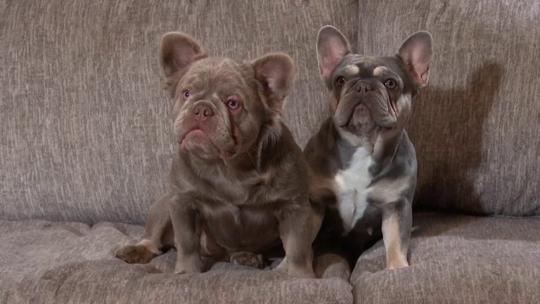 French Bulldogs return home after reportedly stolen, owners say