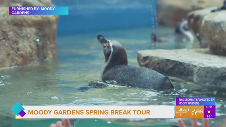 Sponsored: Moody Gardens Spring Break Tour