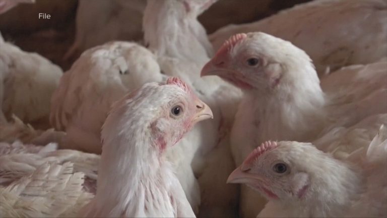 Bird flu continues to spread, affecting egg prices