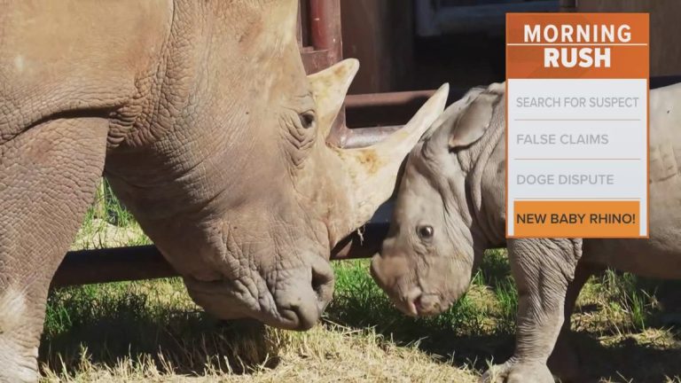 New baby rhino, Turbo, unveiled at Fossil Rim park