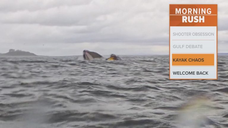 Whale swallows kayaker, then spits him back out