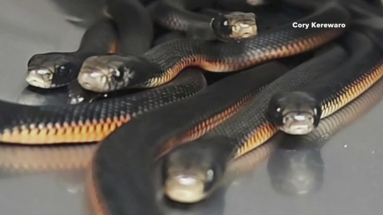 More than 100 snakes found in an Australian man’s yard