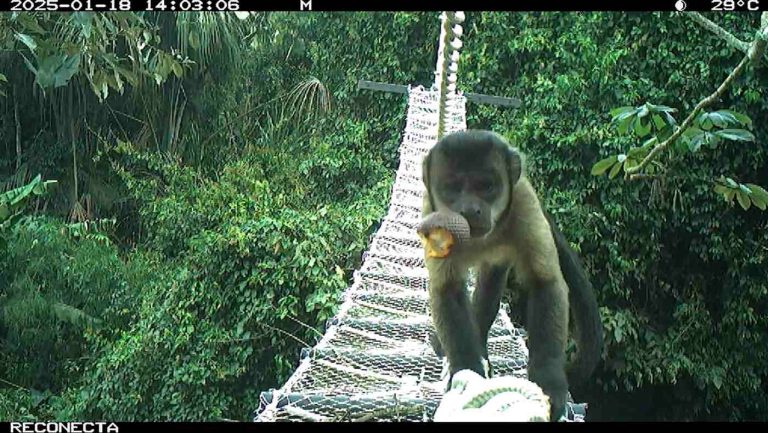 In the Amazon, One Woman’s Ingenious Canopy Bridges Are Helping Monkeys Cross the Road Safely