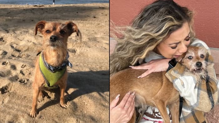 13-year-old dog found in San Antonio reunites with California owner four years after vanishing